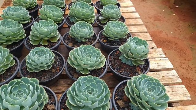 Como Cultivamos A Echeveria Glauca