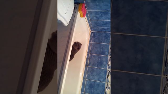 Кот Батон боксирует в ванной