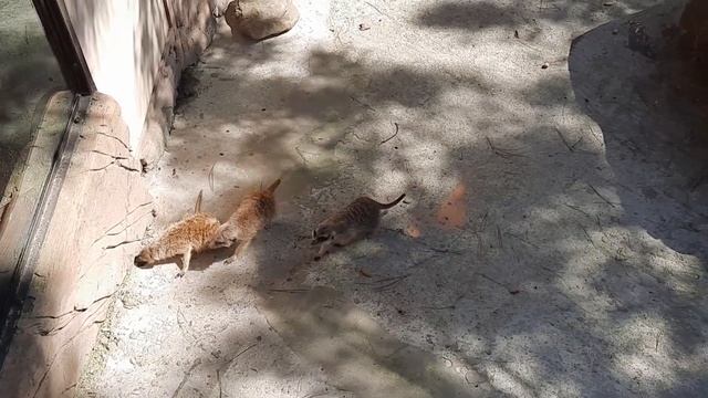 4 мая. Сафари парк. Геленджик