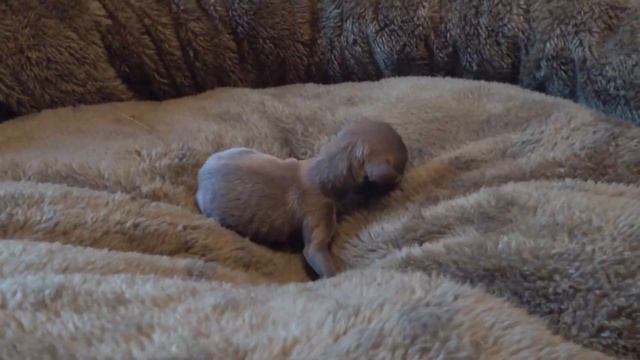 Funnydog Videus-Mirashow/Как выглядит новорожденный  лиловый щенок чихуахуа???