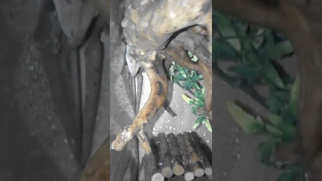 Terrarium Gekona Orzęsionego
