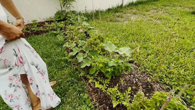 June Vegetable Garden Tour : What’s Growing In My Backyard (Florida 10b)