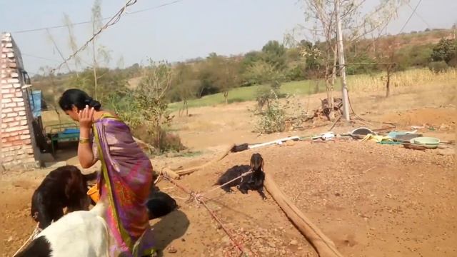 #viral #morning Rutting By Hand Goats Milk Making #village  Life