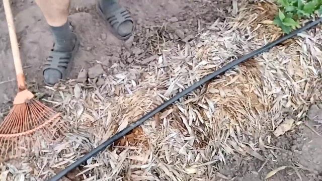 Голубика. Капельный полив.Как я поливаю  и ухаживаю за голубикой.