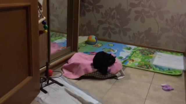 йоркширский терьер бесится, собака, щенок, играет, смешной