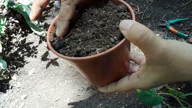 Blue Daze/Evolvulus Glomeratus: How To Grow And Care