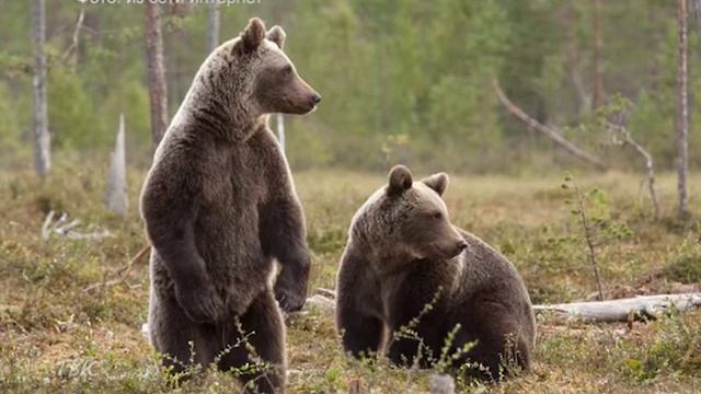 21 марта откроется сезон охоты на бурого медведя