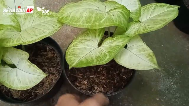 Tanaman Hias Syngonium Golden Allusion Cantik - SAP Garden