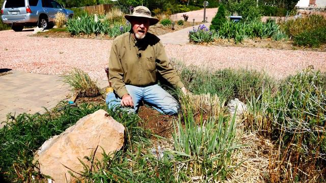 How To Divide And Propagate Ornamental Grass
