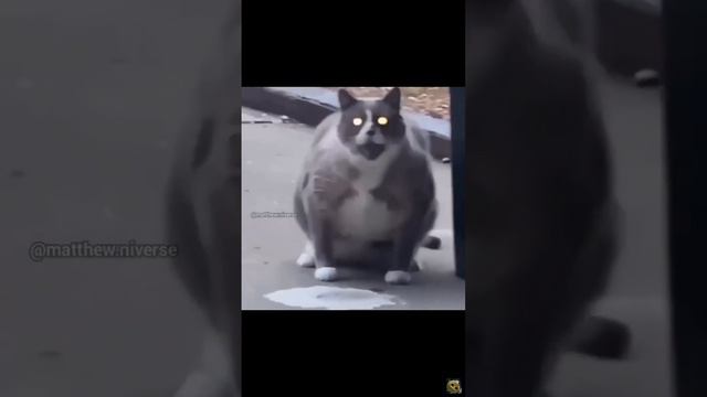 Кот поёт Pump It