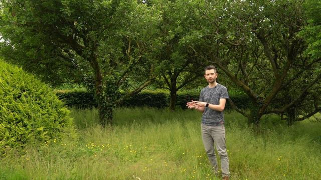 How To Lift And Divide Daffodils In The Green... In Spring! | Solve Your Daffodil Problems!