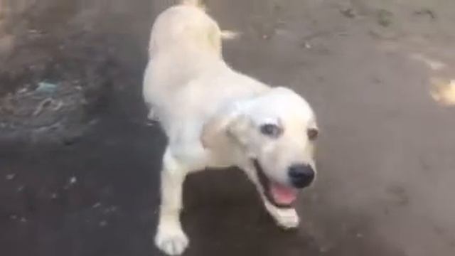 мальчик лабрадор 2,5 месяца