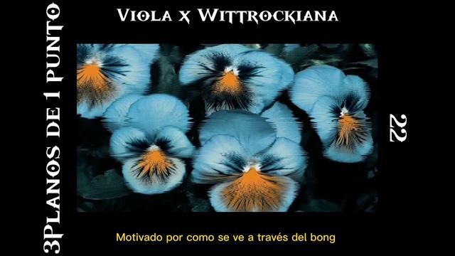 22 - VIOLA X WITTROCKIANA