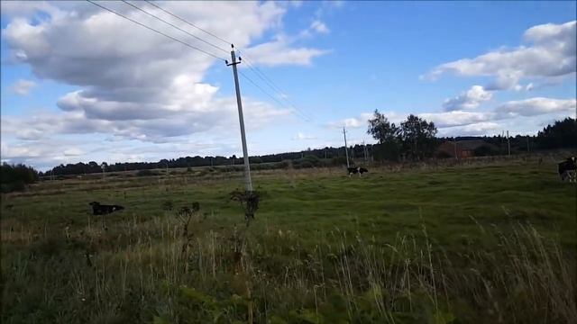 Как накрываем сено, корова в охоте, завтра в Москву, объявление.