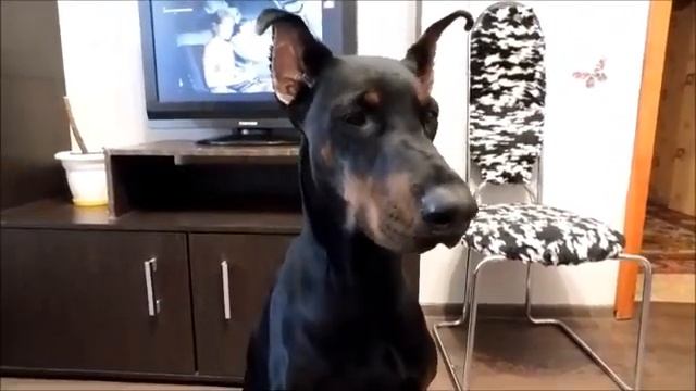 Доберман. Как Вега соты пробовала.