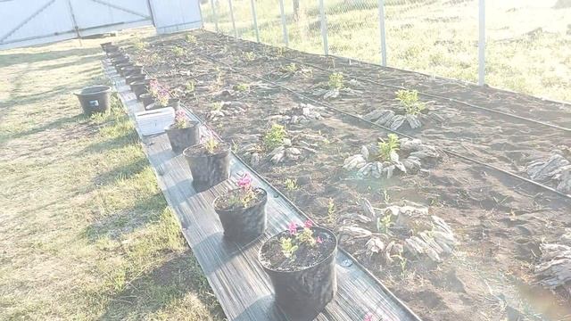 Сделали удобный полив для маточных кустов гортензий. ?