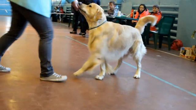 Голден Ретривер Миасс 1 февраля 2015 побед чемпион кобели