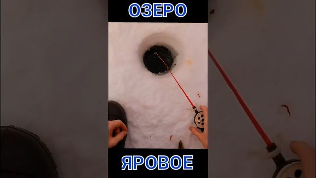ЗИМНЯЯ РЫБАЛКА 2022 / ОЗЕРО ЯРОВОЕ / ФЕВРАЛЬ