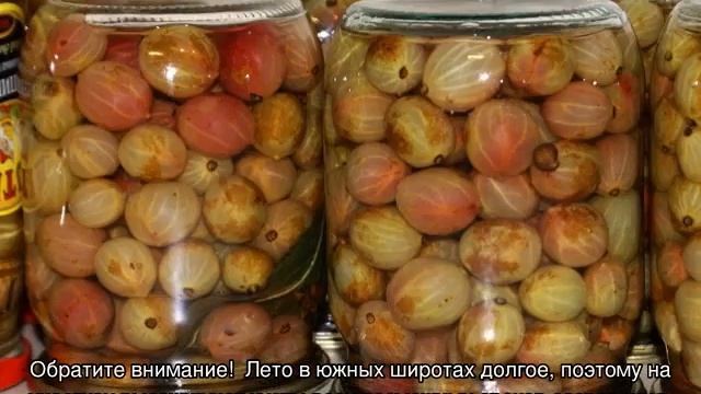 Когда созревает крыжовник: как собирать спелые ягоды
