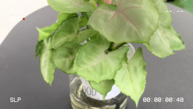 Syngonium T24 กับ ออมด่าง ต้นเดียวกันมั๊ย? แตกต่างกันยังไง ? วิธีดูแล?