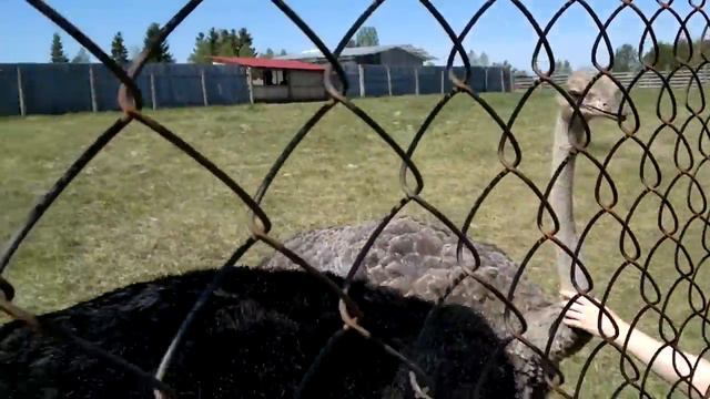 У страуса 2 пальца