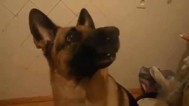 Быстрая смена настроения у собаки)