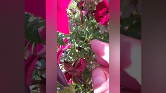 Как собрать семена с петунии 