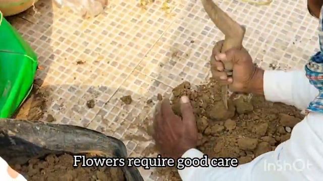 How To Care Cosmos In Winter #summerplants 128_ #cosmos #vlogs #calendula #petunia