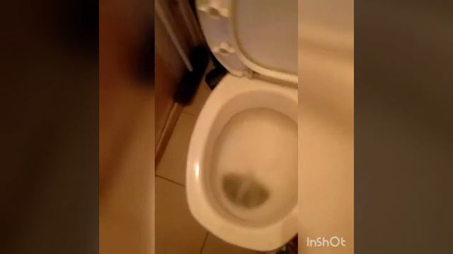 Как приучить кота к унитазу за один день