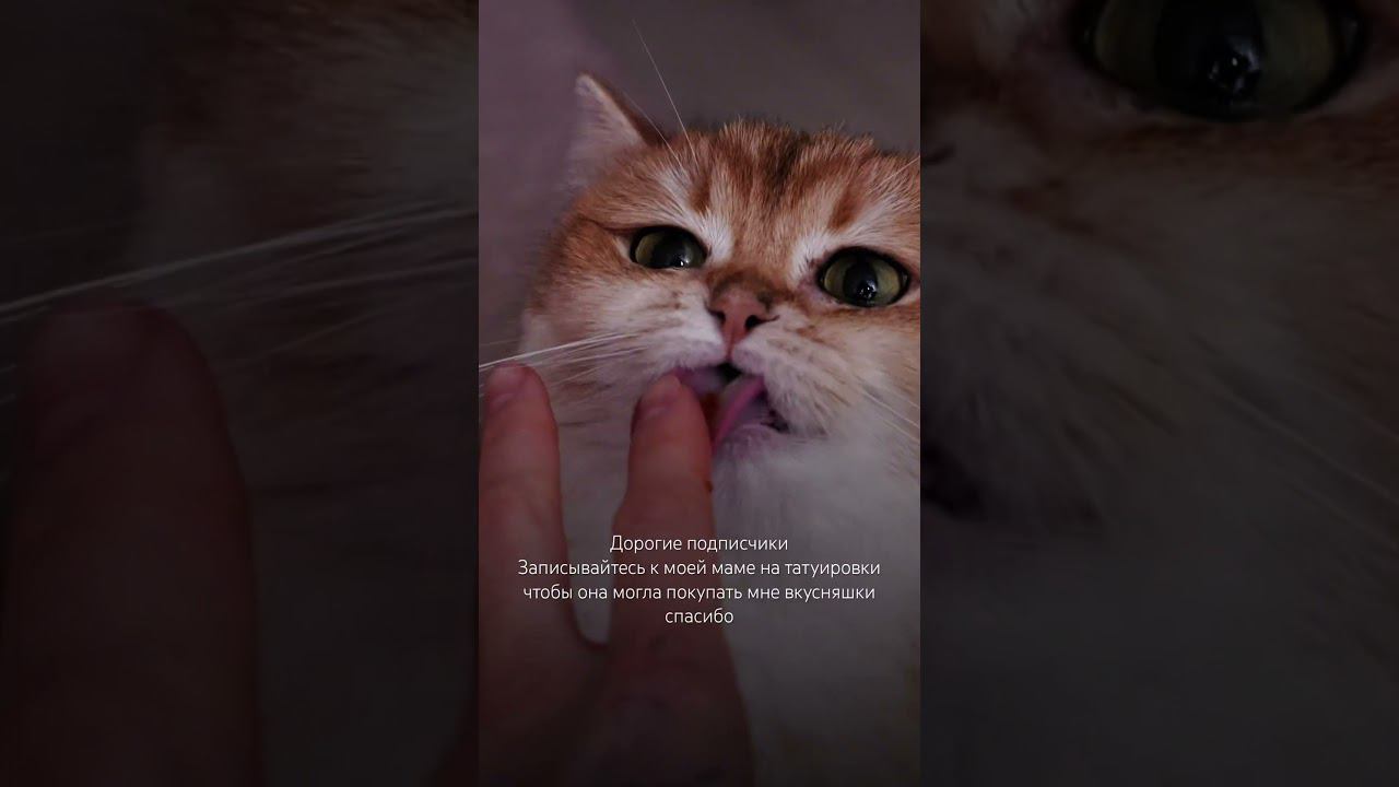 Интересно кто больше наберет просмотров, моя кошка или мои работы? #shorts #tattoo #cat #кошки #тату