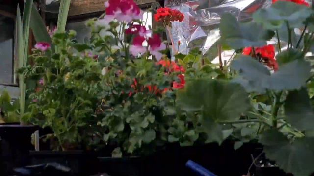 2021 How To Grow Canterbury Bells From Seed
Guaranteed Results Every Time