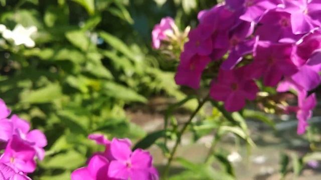 66. Флокс метельчатый 