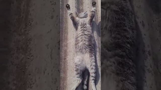 Отпуск.  Весёлые и умные животные