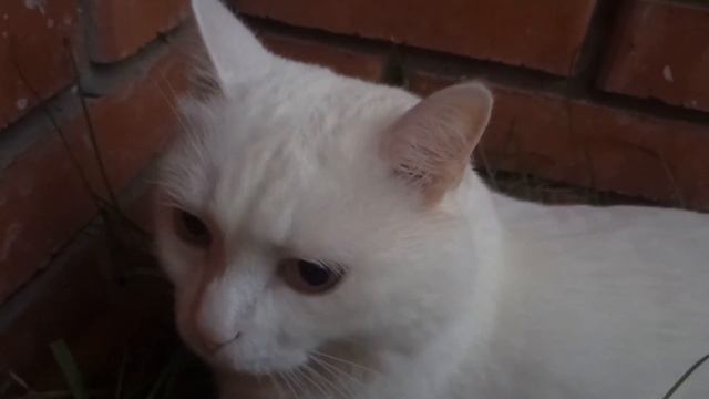 ГАЗОН ДЛЯ КОТИКА НА БАЛКОНЕ