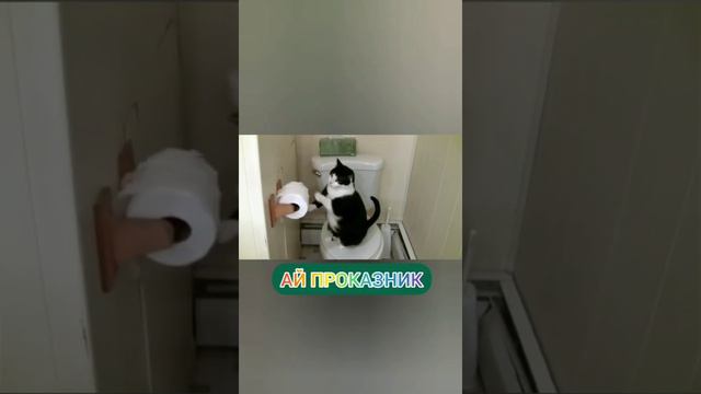 Смешные и забавные животные часть 2