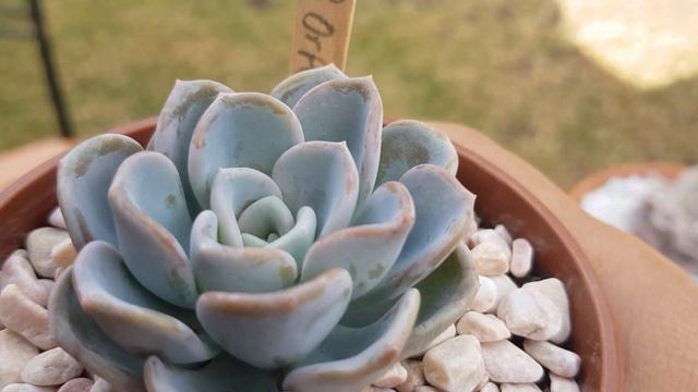 Nnuevas Suculentas!!y Mostrandoles Algunas Echeverias Rulosas Y Con Caranculas.