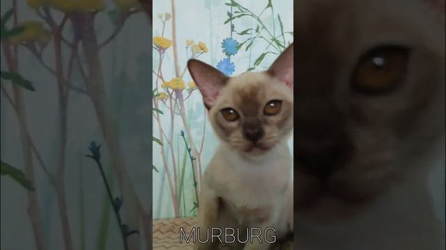 Питомник кошек породы Бурма 