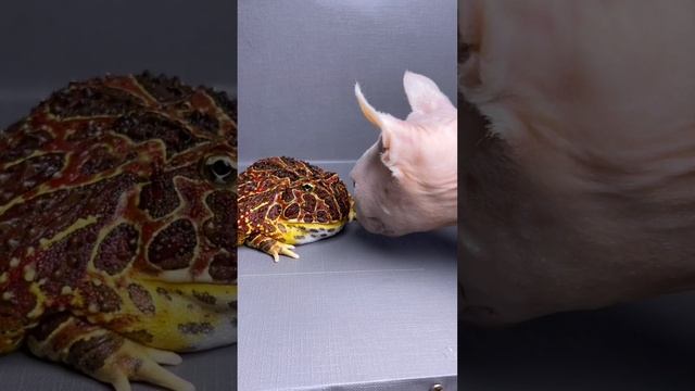 Знакомство с кожаным