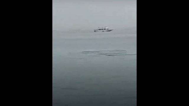 The moment | A shark attacked a Russian tourist in Hurghada, Egypt