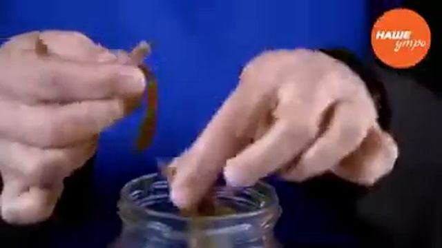 Очиток пурпурный