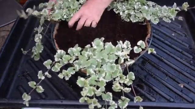 102 Summer Hanging Basket