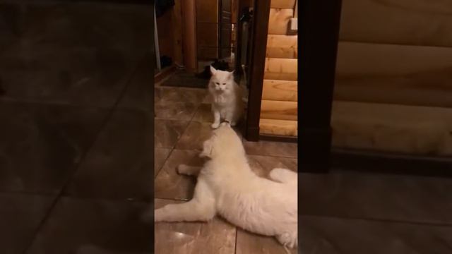 Моя Маремма