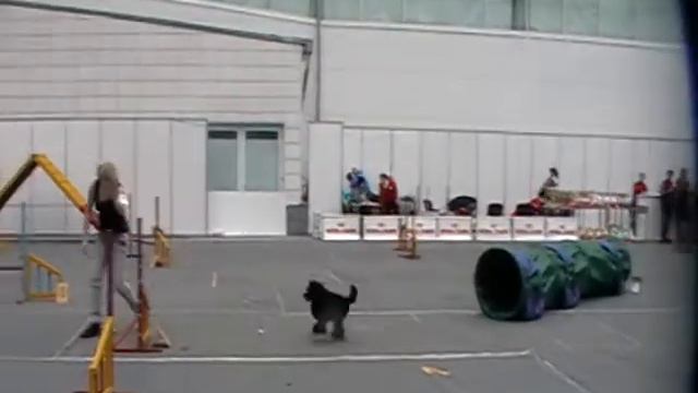 пудель Майкл