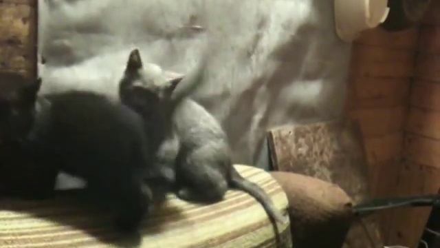 Черная кошка и Серый кот 2