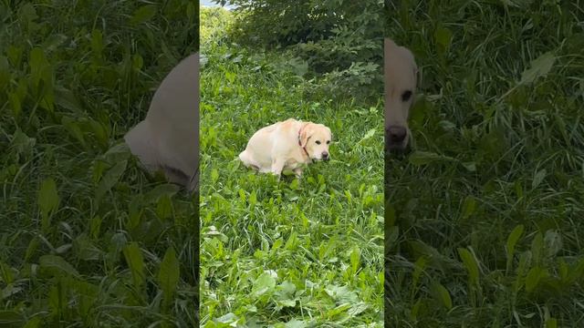 Самочувствие Дали