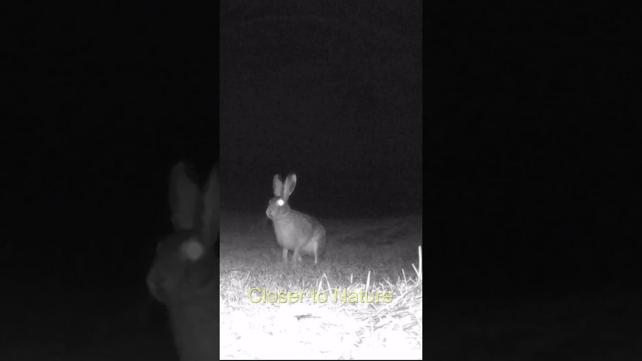 Заяц неуверенно подходит к фотоловушке / Hare Approaches The Camera Trap
