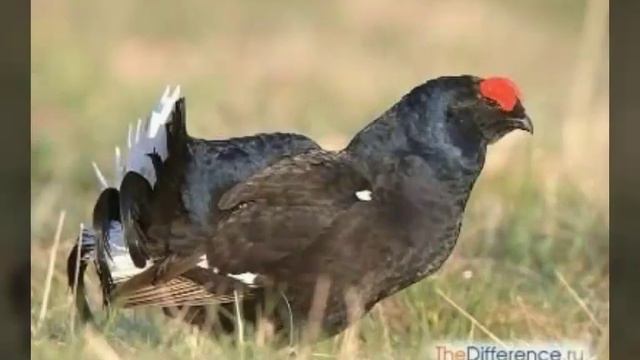 Глухарь. Читать описание.