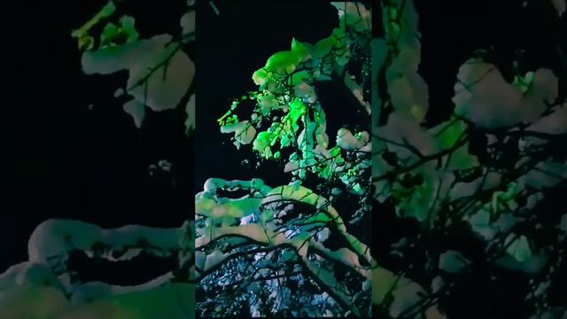 Новый год на даче.🎄🎇🎆☃️❄️ #ленобласть #жизньзагородом #январь23 #зима #новыйгод #дача