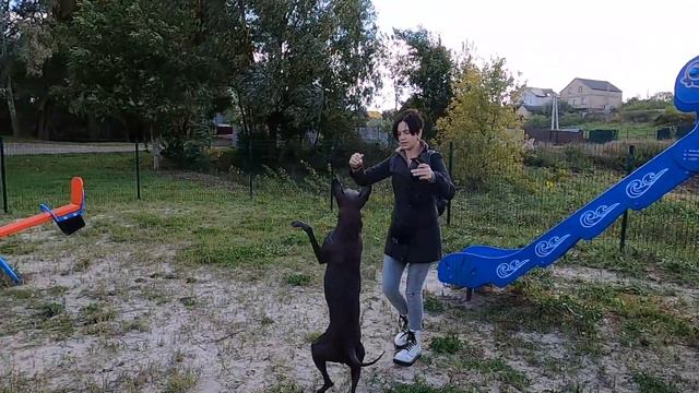 Xolo On The Playground - Dog Games And New Commands