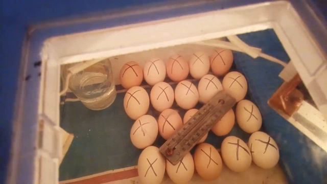 Инкубатор из коробки